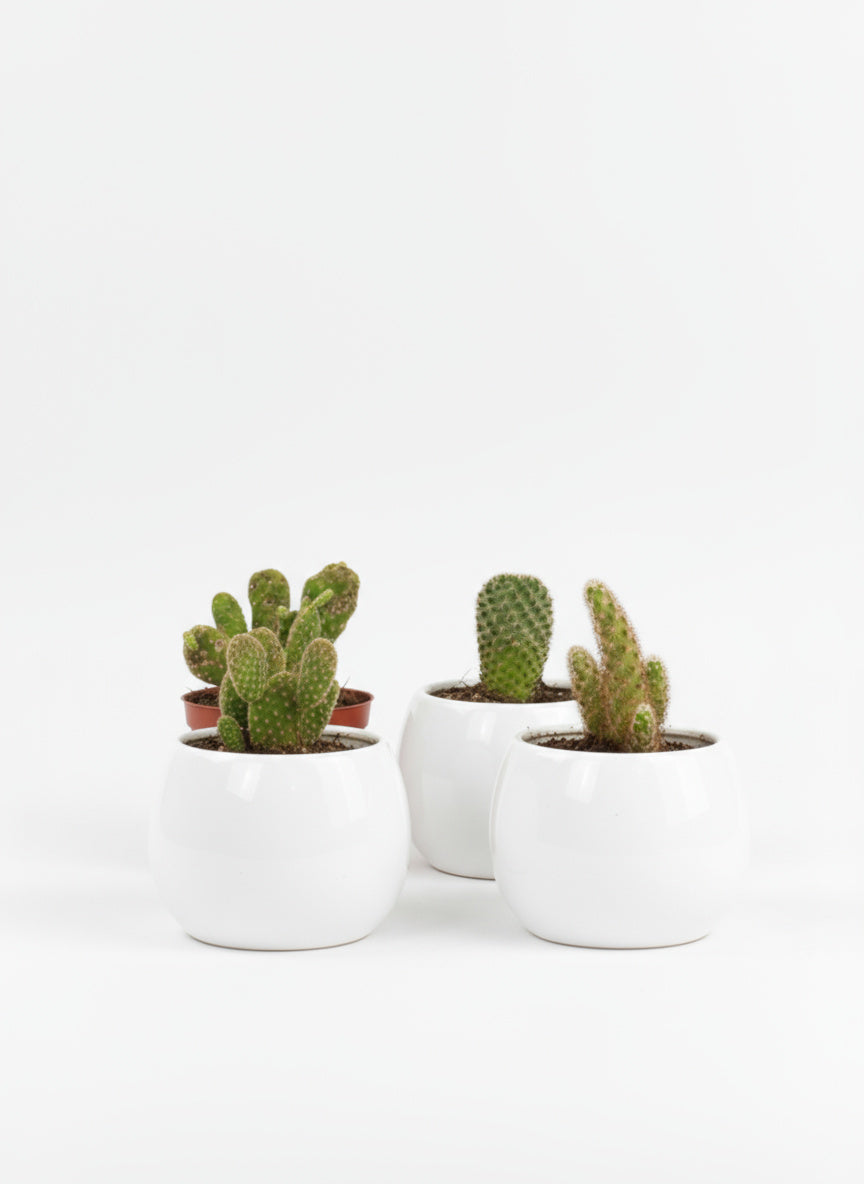 Mini Assorted Cactus (Set of 3)