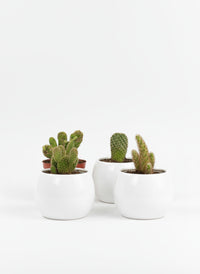 Mini Assorted Cactus (Set of 3)