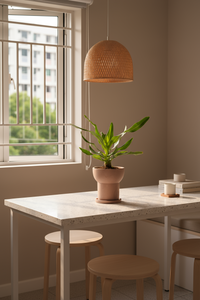 Crinum Superbum - Giant Spider Lily Bulb - Bulbs -  Tumbleweed Plants