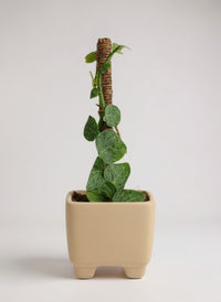 Mini Rhaphidophora Cryptantha