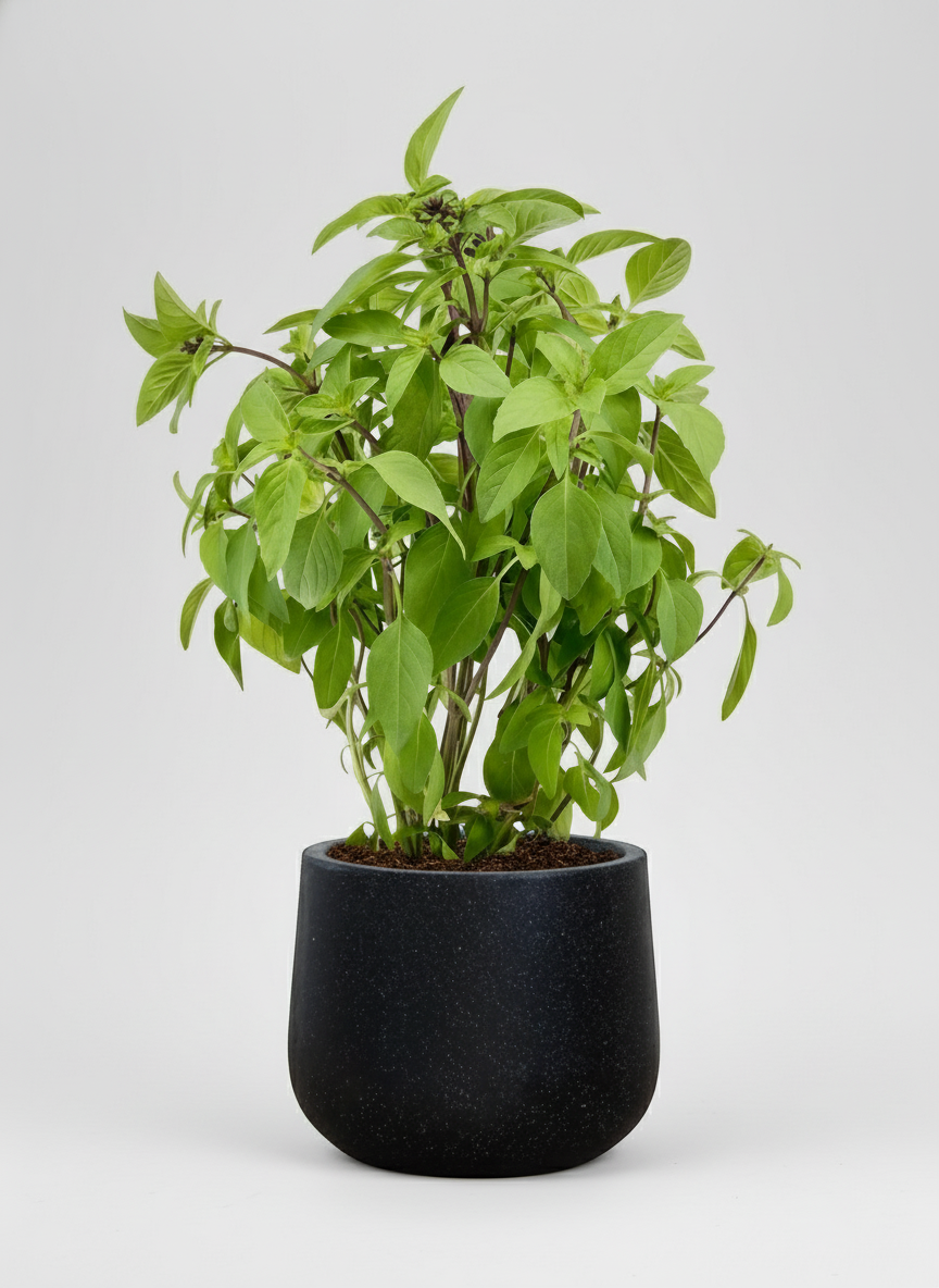 Thai Basil