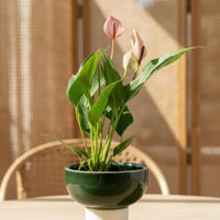 Anthurium Lili Pink