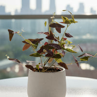 Christia Butterfly Plant Purple (0.2m)