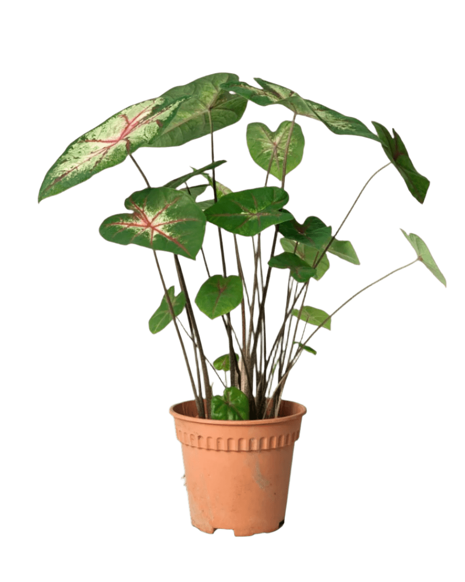 Caladium Cherry Blossom - Potted plant - POTT - CALA - GRW - 4106 - Tumbleweed Plants - Online Plant Delivery Singapore