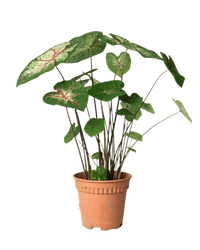 Caladium Cherry Blossom - Potted plant - POTT - CALA - GRW - 4106 - Tumbleweed Plants - Online Plant Delivery Singapore