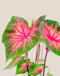 Caladium Fancy Red Flash - grow pot - Potted plant - Tumbleweed Plants - Online Plant Delivery Singapore