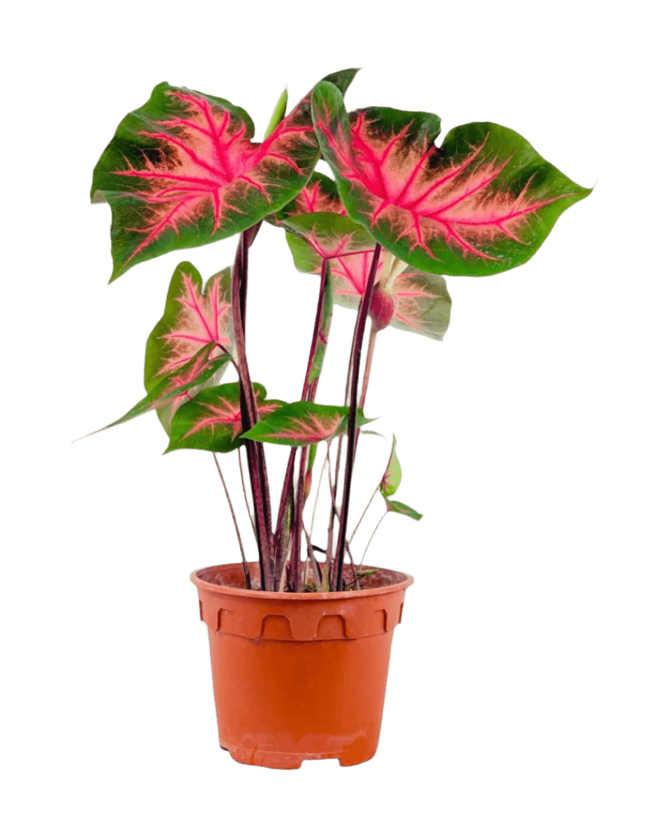 Caladium Fancy Red Flash - Potted plant - POTT - CALA - GRW - 6281 - Tumbleweed Plants - Online Plant Delivery Singapore