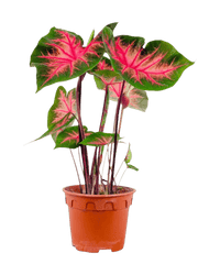 Caladium Fancy Red Flash - Potted plant - POTT - CALA - GRW - 6281 - Tumbleweed Plants - Online Plant Delivery Singapore