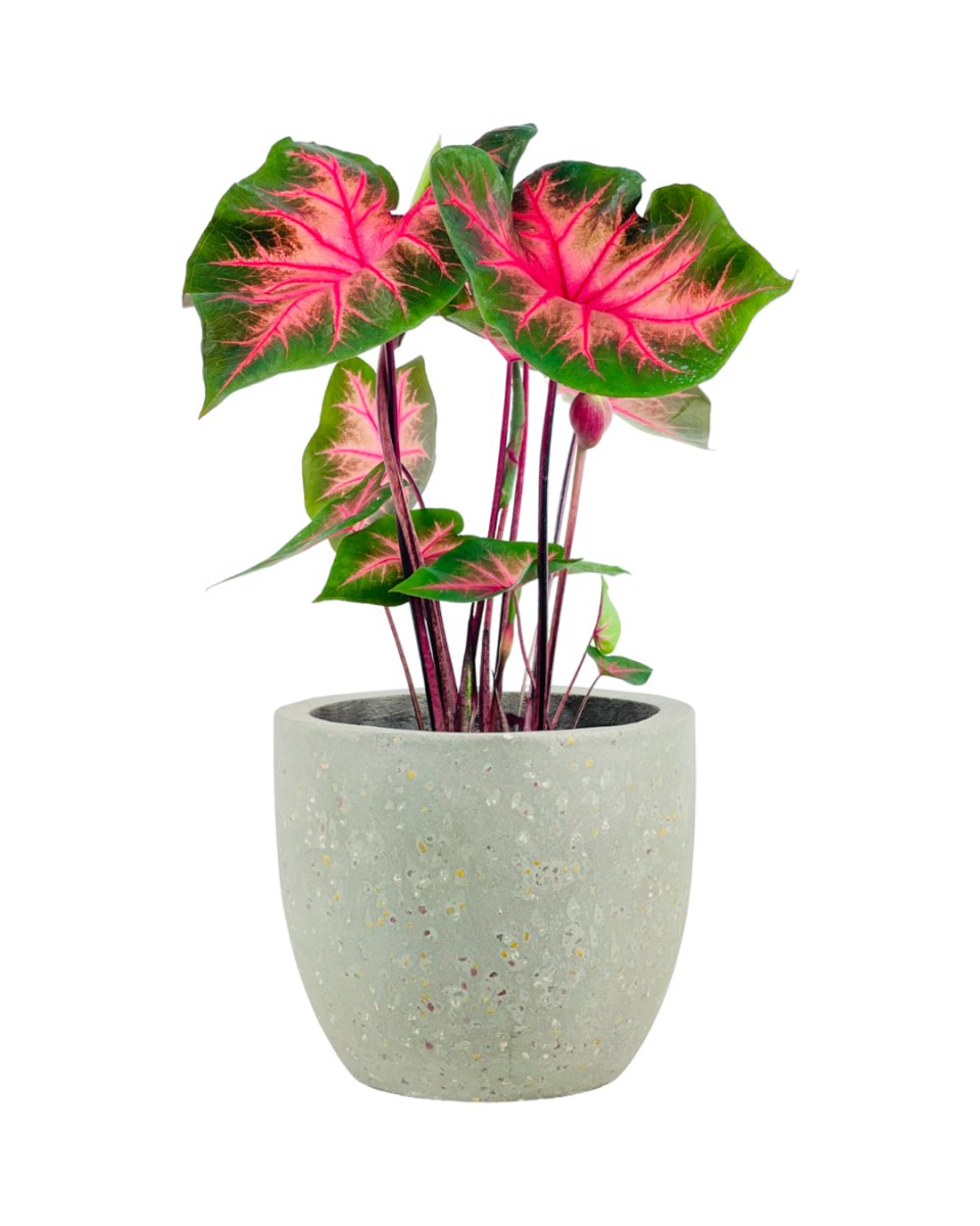 Caladium Fancy Red Flash - grow pot - Potted plant - Tumbleweed Plants - Online Plant Delivery Singapore