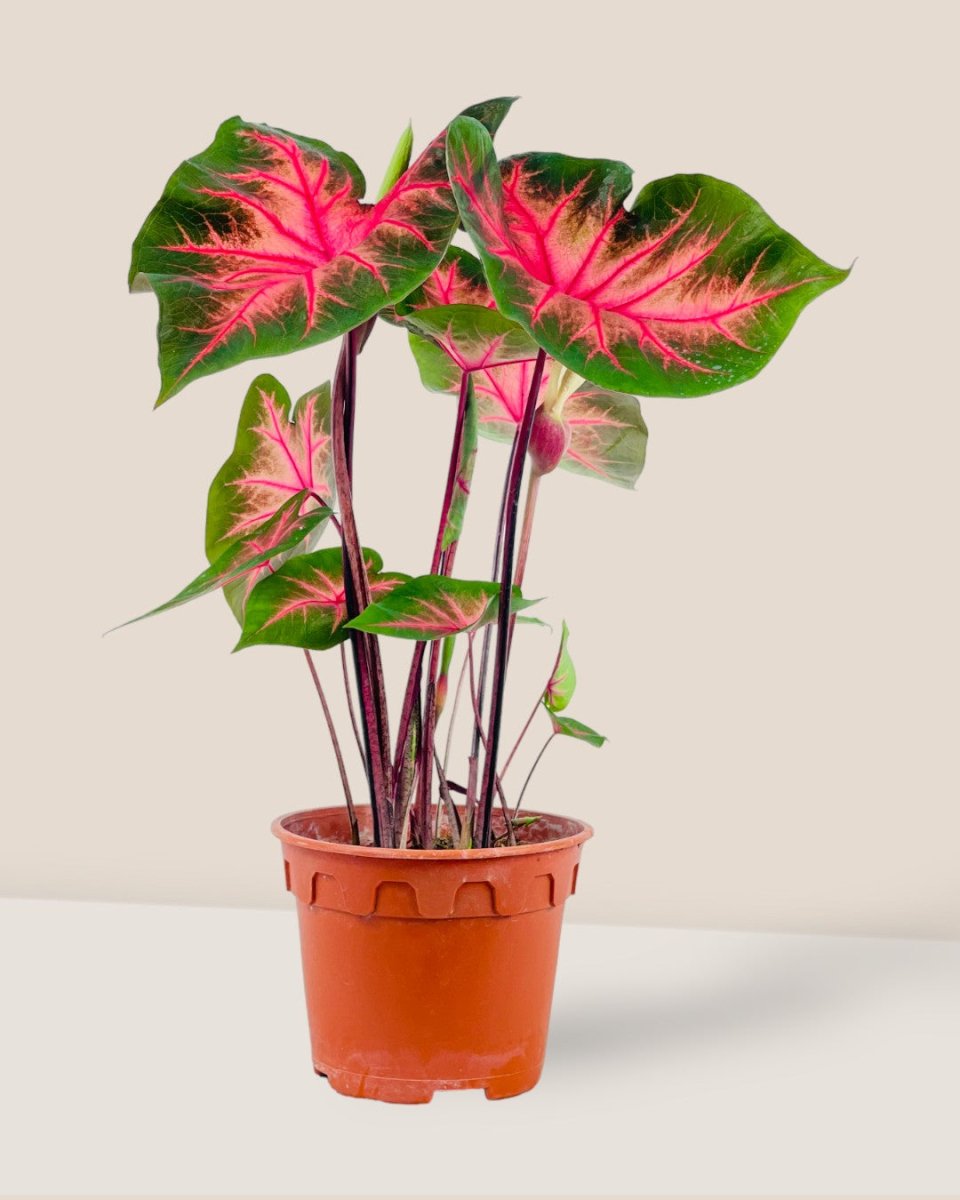 Caladium Fancy Red Flash - grow pot - Potted plant - Tumbleweed Plants - Online Plant Delivery Singapore