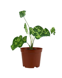 Caladium Hilo Beauty - grow pot - Potted plant - Tumbleweed Plants - Online Plant Delivery Singapore