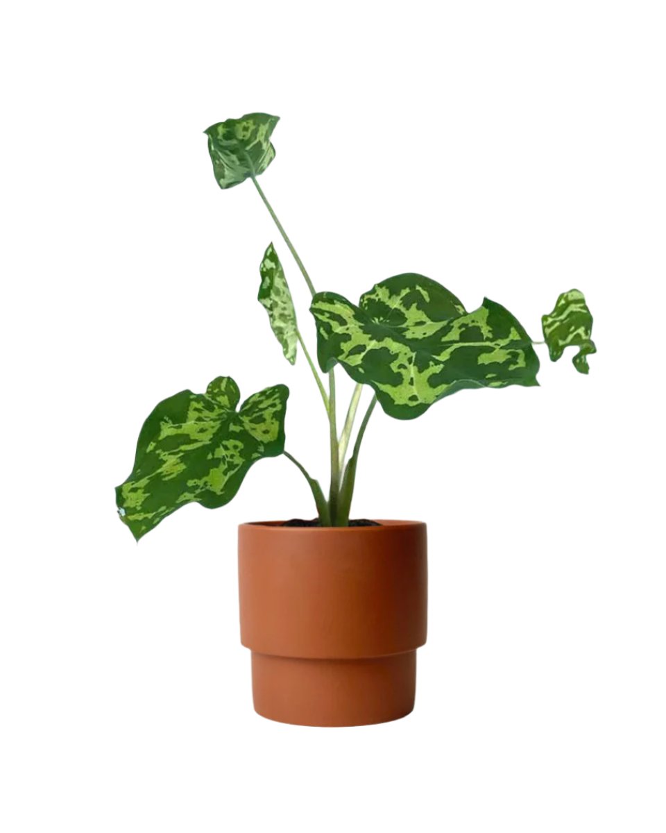 Caladium Hilo Beauty - plinth pot - chestnut/large - Potted plant - Tumbleweed Plants - Online Plant Delivery Singapore