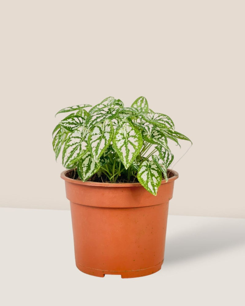 Caladium Humboldtii Plant - grow pot - Potted plant - Tumbleweed Plants - Online Plant Delivery Singapore