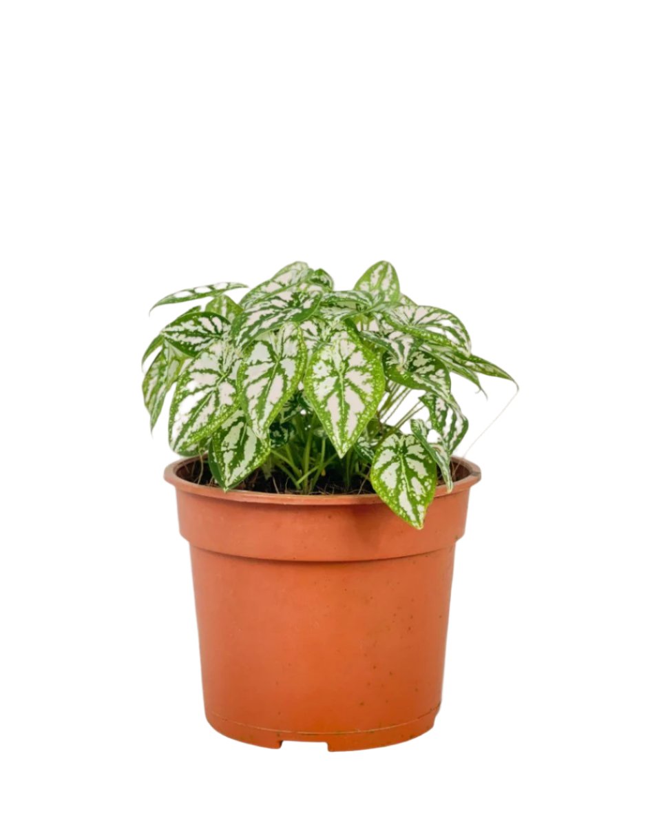 Grow Pot