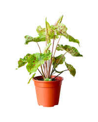 Caladium Miss Muffet - grow pot - Potted plant - Tumbleweed Plants - Online Plant Delivery Singapore