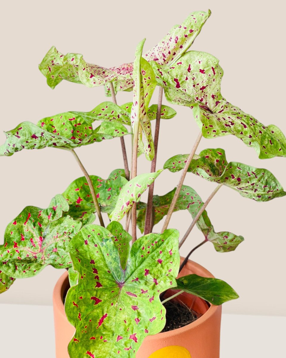 Caladium Miss Muffet - grow pot - Potted plant - Tumbleweed Plants - Online Plant Delivery Singapore