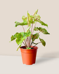 Caladium Miss Muffet - grow pot - Potted plant - Tumbleweed Plants - Online Plant Delivery Singapore