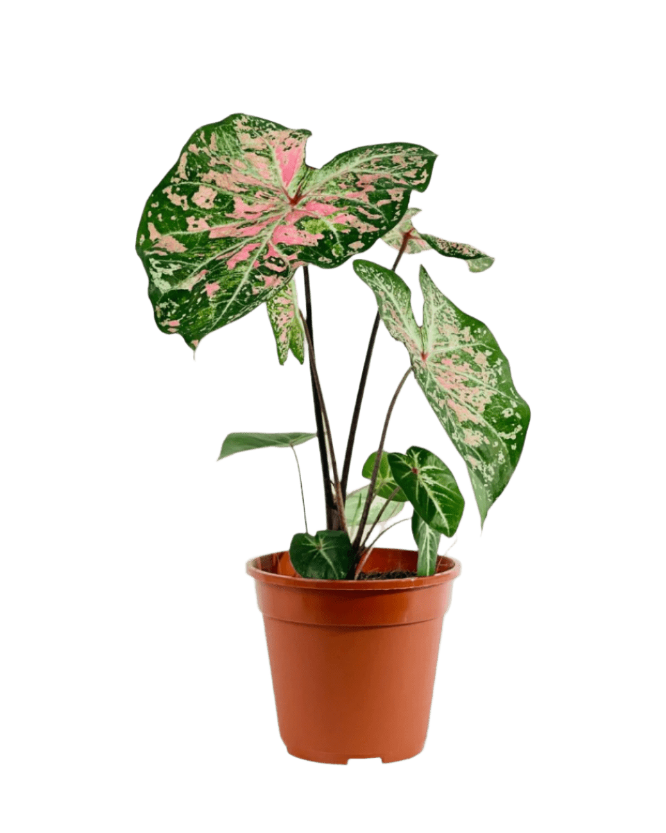 caladium potted plant Caladium Pink Cloud