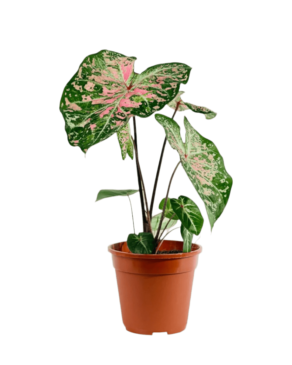 Caladium Pink Cloud - Potted plant - POTT - CALA - GRW - 6395 - Tumbleweed Plants - Online Plant Delivery Singapore