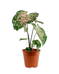 Caladium Pink Cloud - Potted plant - POTT - CALA - GRW - 6395 - Tumbleweed Plants - Online Plant Delivery Singapore