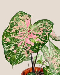 Caladium Pink Cloud - grow pot - Potted plant - Tumbleweed Plants - Online Plant Delivery Singapore