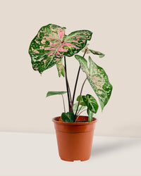 Caladium Pink Cloud - grow pot - Potted plant - Tumbleweed Plants - Online Plant Delivery Singapore