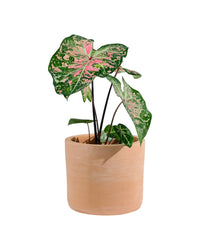 Caladium Pink Cloud - grow pot - Potted plant - Tumbleweed Plants - Online Plant Delivery Singapore