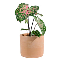 Caladium Pink Cloud