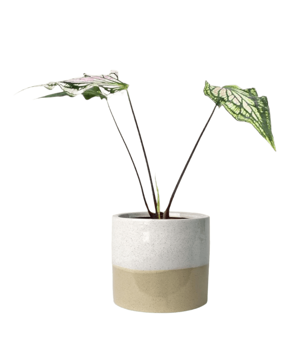 cream two tone planter