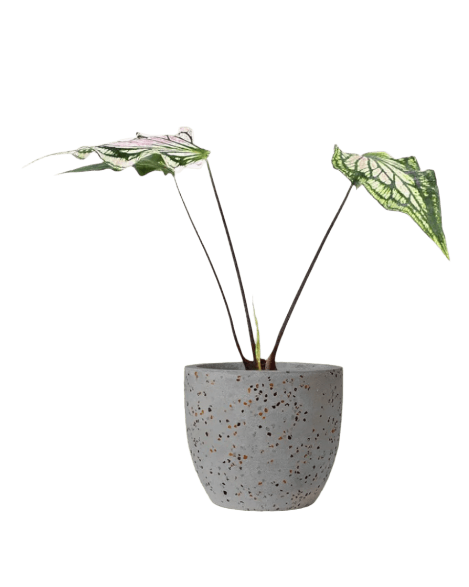 Caladium ‘Thai Beauty’ - Potted plant - JUST - CALA - TRR - 2471 - Tumbleweed Plants - Online Plant Delivery Singapore