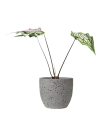 Caladium ‘Thai Beauty’ - Potted plant - JUST - CALA - TRR - 2471 - Tumbleweed Plants - Online Plant Delivery Singapore