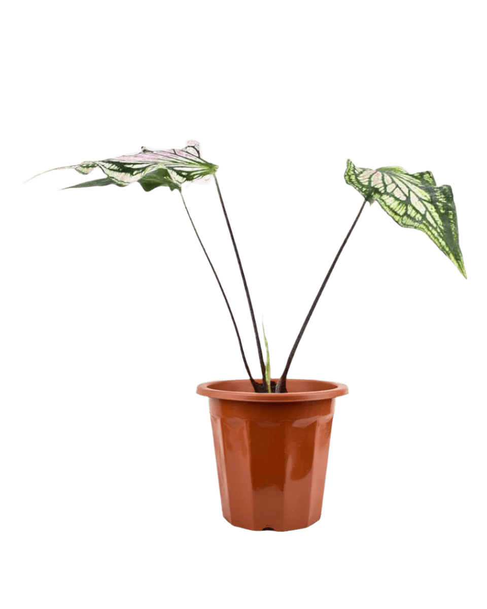 Caladium ‘Thai Beauty’ - Potted plant - JUST - CALA - GRW - 2472 - Tumbleweed Plants - Online Plant Delivery Singapore