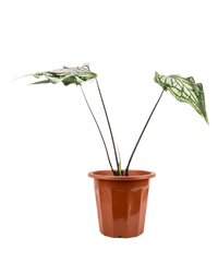 Caladium ‘Thai Beauty’ - Potted plant - JUST - CALA - GRW - 2472 - Tumbleweed Plants - Online Plant Delivery Singapore