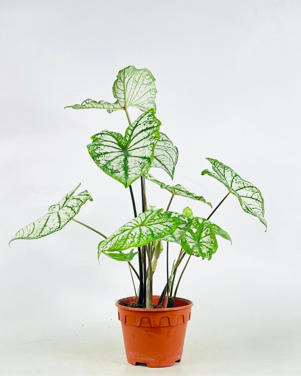 Caladium White Christmas - grow pot - Potted plant - Tumbleweed Plants - Online Plant Delivery Singapore