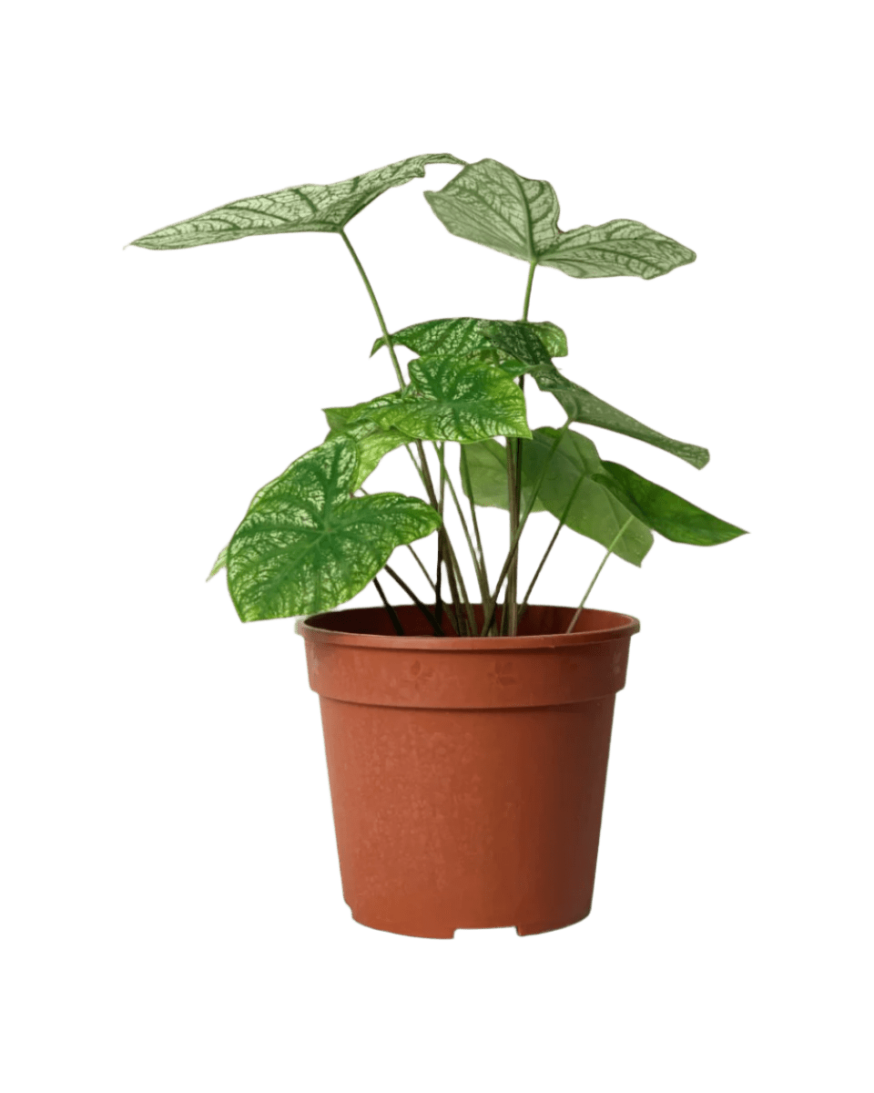 Caladium White Christmas - Potted plant - POTT - CALA - GRW - 4100 - Tumbleweed Plants - Online Plant Delivery Singapore