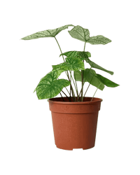 Caladium White Christmas - Potted plant - POTT - CALA - GRW - 4100 - Tumbleweed Plants - Online Plant Delivery Singapore