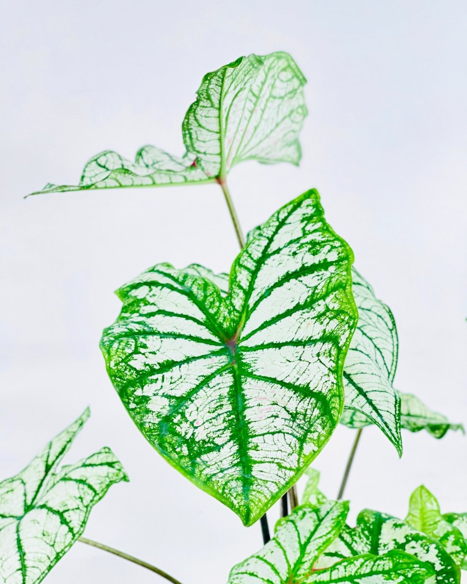 Caladium White Christmas - grow pot - Potted plant - Tumbleweed Plants - Online Plant Delivery Singapore