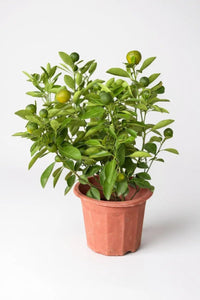 Calamansi Tree - Potted plant - POTT - CALA - GRW - 5424 - Tumbleweed Plants - Online Plant Delivery Singapore