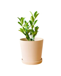 Calamansi Plant - grow pot - Potted plant - Tumbleweed Plants - Online Plant Delivery Singapore