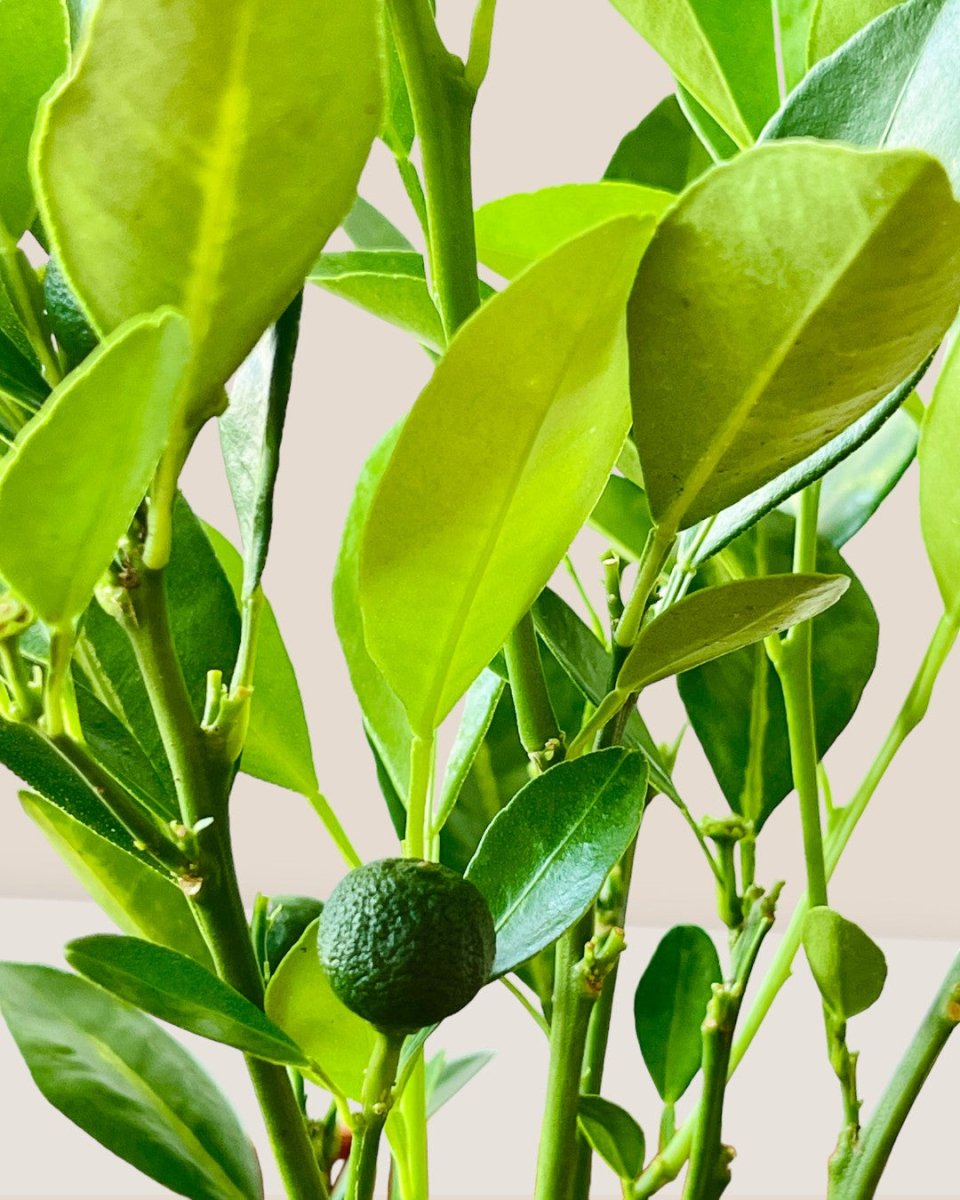 Calamansi Plant - grow pot - Potted plant - Tumbleweed Plants - Online Plant Delivery Singapore