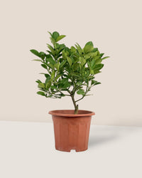 Calamansi Tree - grow pot - Potted plant - Tumbleweed Plants - Online Plant Delivery Singapore