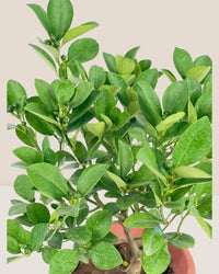 Calamansi Tree - grow pot - Potted plant - Tumbleweed Plants - Online Plant Delivery Singapore