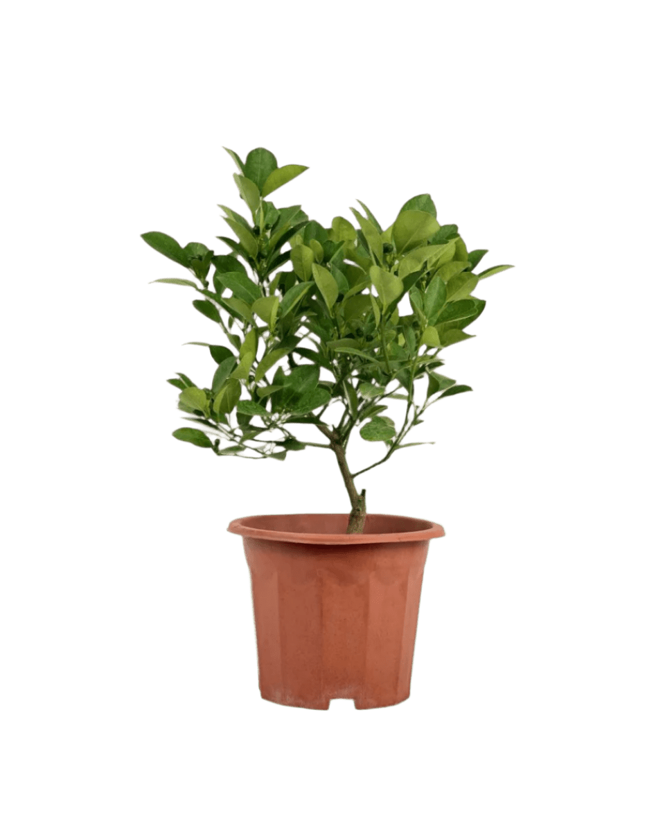 Calamansi Tree - Potted plant - POTT - CALA - GRW - 5424 - Tumbleweed Plants - Online Plant Delivery Singapore