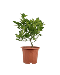 Calamansi Tree - Potted plant - POTT - CALA - GRW - 5424 - Tumbleweed Plants - Online Plant Delivery Singapore