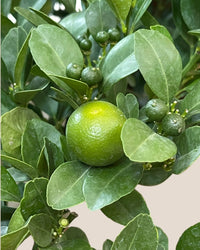 Calamansi Tree - terracotta plinth pot - Potted plant - Tumbleweed Plants - Online Plant Delivery Singapore