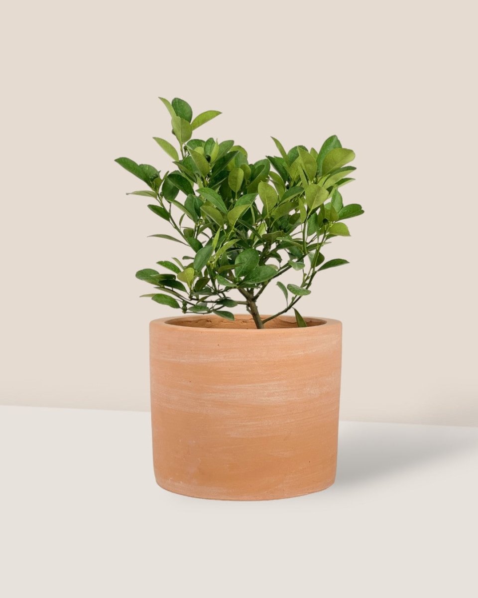 Calamansi Tree - terracotta plinth pot - Potted plant - Tumbleweed Plants - Online Plant Delivery Singapore