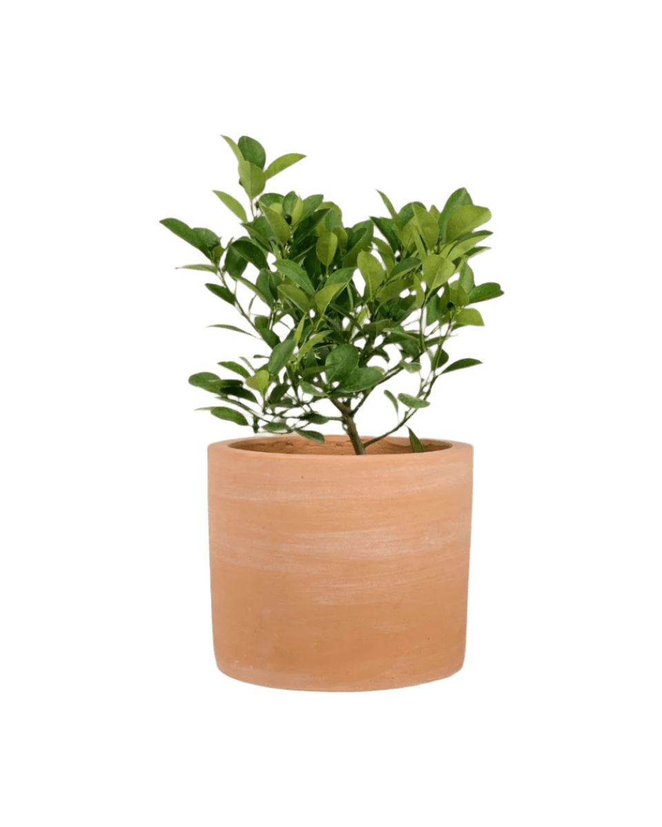 Calamansi Tree - Potted plant - POTT - CALA - TRR - 5433 - Tumbleweed Plants - Online Plant Delivery Singapore