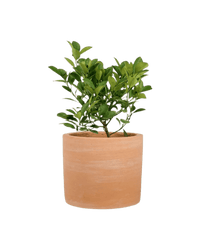 Calamansi Tree - Potted plant - POTT - CALA - TRR - 5433 - Tumbleweed Plants - Online Plant Delivery Singapore