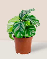 Calathea Fasciata - grow pot - Potted plant - Tumbleweed Plants - Online Plant Delivery Singapore