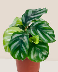 Calathea Fasciata - grow pot - Potted plant - Tumbleweed Plants - Online Plant Delivery Singapore